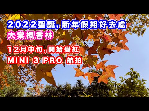 【聖誕，新年假期好去處－大棠紅葉】楓香林 | Mini 3 Pro 航拍大棠紅葉楓香林 | 12月中旬開始轉紅