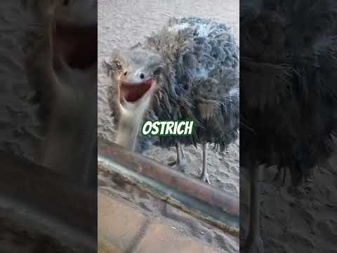 Ostrich in Colombo Dehiwala ZOO #animals #zoo #bigbirds #birds #love