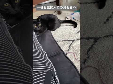 おなか触られたくないけど遊びたいねこ #ねこ動画 #cat #ねこの日常 #保護猫 #ねこのいるくらし