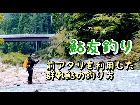 鮎釣り  初期の群れ鮎 攻略法【振草川】