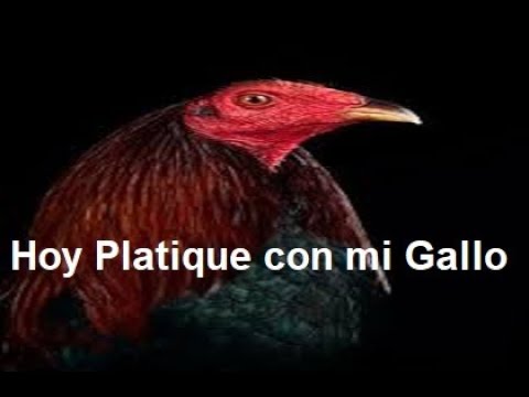 hoy platique con mi gallo vicente fernandez letra