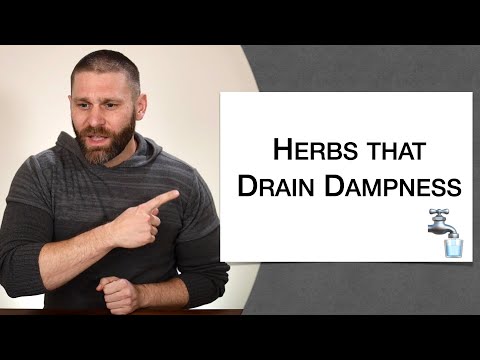 🌿 Herbology 1 Review - Herbs that Drain Dampness (Extended Live Lecture)