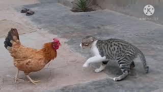 Rooster Vs Cat real fight