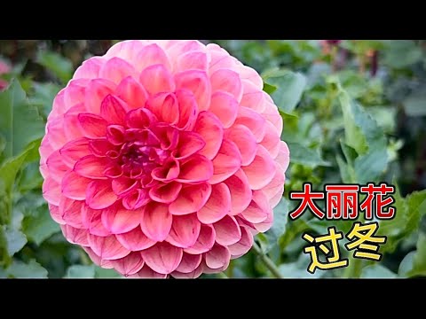 大丽花保存过冬｜不干不烂 ｜最简单有效的方法