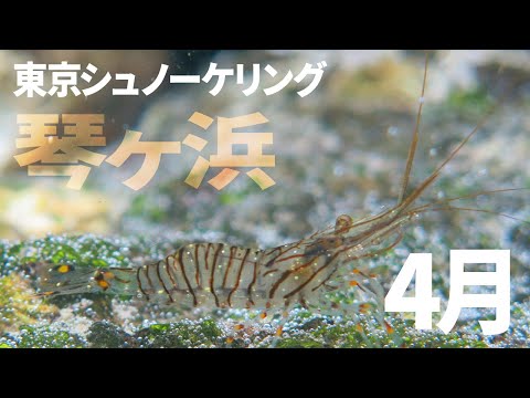 ＃１３琴ヶ浜でシュノーケリング（2016年4月）【東京シュノーケリング】