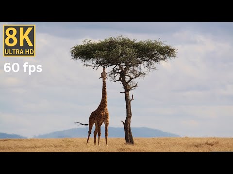 Giraffes in 8K Ultra HD - Graceful Giants of the African Savanna