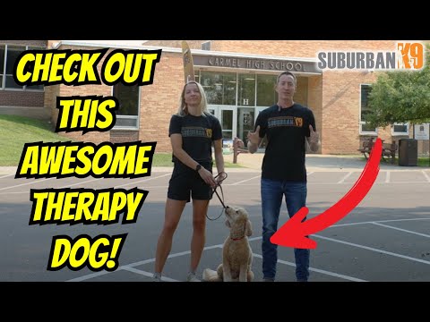 Therapy Dogs Can Change a Kid's Life!