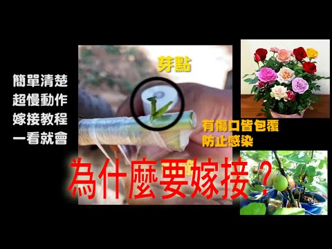 #為什麼要嫁接？#1. 更容易照顧，#2. 縮短果樹開花結果時間，#3. 需要特定品種，