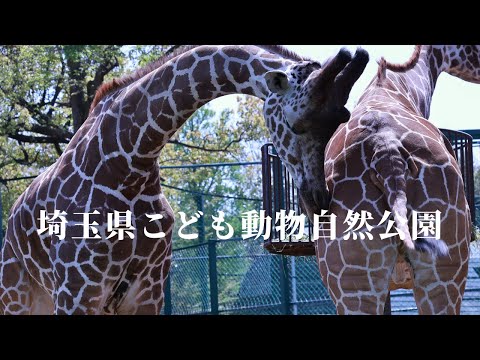 [A zoo that even adults can enjoy] Saitama Children's Zoo