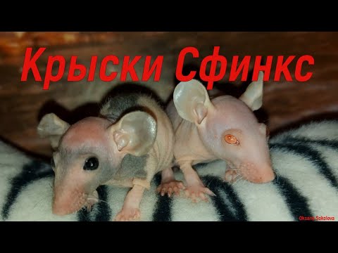 Крысы Сфинкс! Забавные и милые животные. Крысы лысые.