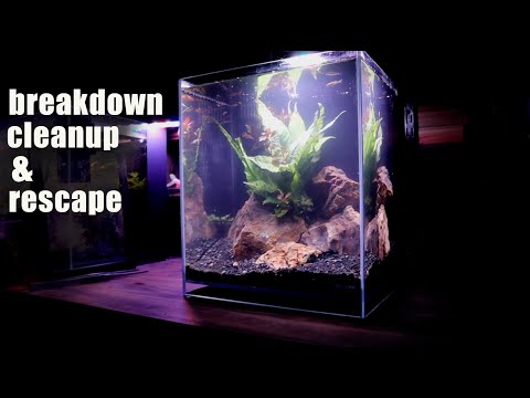 AS REQUESTED 😃 real life nano tank breakdown, cleanup and rescape