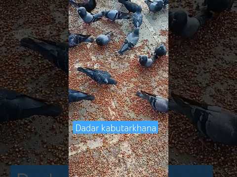 Dadar is an emotion .#mumbaikarprajakta #dadar#kabutarkhana#pigeons #mumbailife#feedingbirds #sukoon