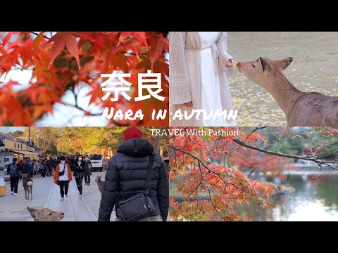 Day in the life | 奈良公園🍁| Nara park| TRAVEL With Fashion#dayinthelife #lifeinjapan #narapark #japan