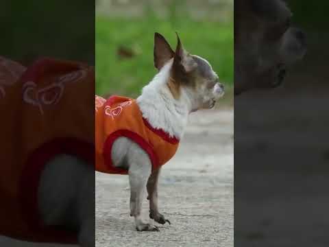 Chihuahua Barking  #shorts