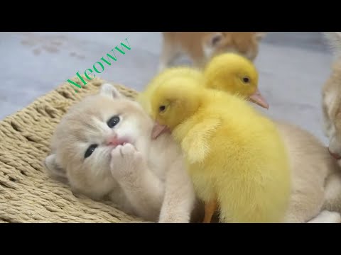 When the Duckling wants to fight the Cat's bed...The life of Cat,Duck, Dog, and Chicken in one house