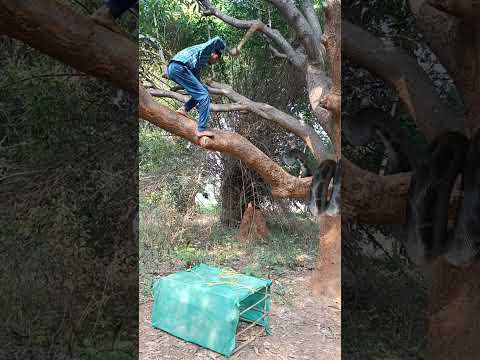 Snake attack #reel #reels #trending #viral #viralreels #video #tiger #wildlife #reelsvideo