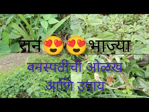 रान भाज्या वनस्पती यांची ओळख😍😍