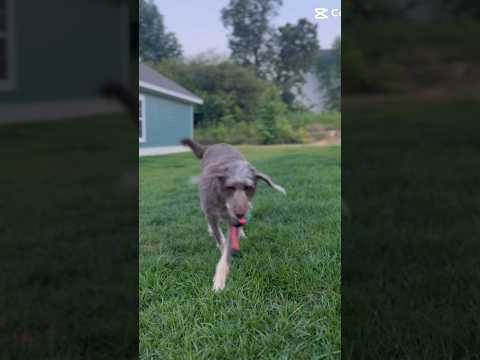 How fast my labradoodle stole my heart! #doglovers #dog #blueangels #airshow2022 #airshow #fetch