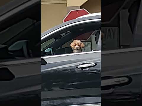 Dog is staring at me from the car