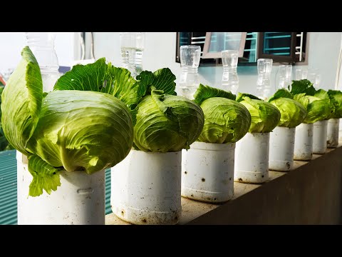 Growing Cabbage In Plastic Bottles, No Garden Needed, High Yield And Delicious!