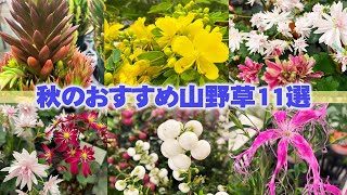 【秋の山野草】山野草展でお得に購入！秋のおすすめ草花を紹介【花と緑のグリーンバレイ】