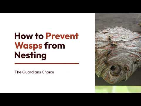 12 Simple Ways to Prevent Wasps from Nesting | The Guardian's Choice