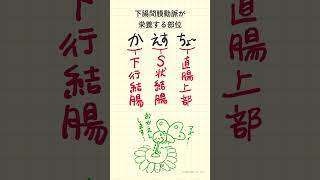 下腸間膜動脈が栄養する部位の語呂合わせ～20秒で国試対策～