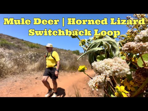 Mule Deer | Horned Lizard Switchback Loop