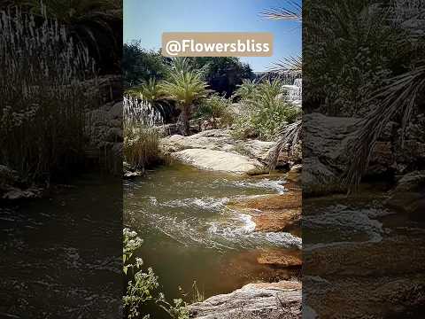 Beautiful nature water stream and birds sound #shorts