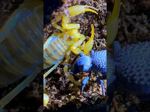 scorpion vs beetle