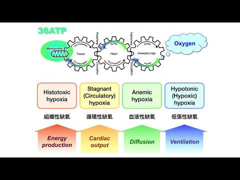 20240524 呼吸照護平台設計（上）缺氧現象的呼吸生理ＡＩ模型