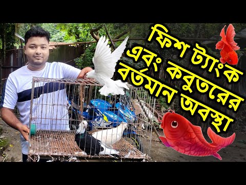 ফিশ ট্যাংক ও কবুতর এই অবস্থায় কি করা উচিত? | Mahid Dream Zoo