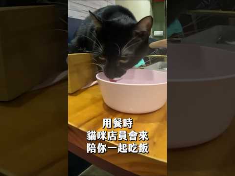 和可愛的喵星人一起吃飯🐱一秒變貓奴😍😍😍...#森林小徑 #寵物友善餐廳 #貓咪餐廳 #台中美食 #台中景點 #北屯區 #taiwan #petrestaurant #taichung