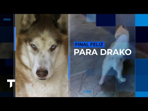 RESCATARON A DRAKO: El perrito sin agua ni comida que fue abandonado por su dueño