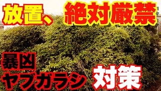 【ヤブガラシ】今すぐやらなきゃ危険！ヤブガラシ完全攻略法