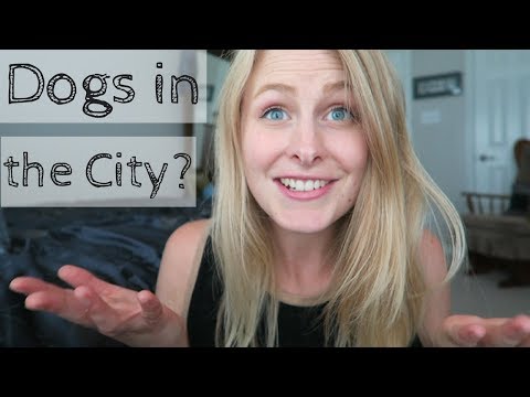 IS IT CRUEL TO HAVE A DOG IN THE CITY? | InRuffCompany.com