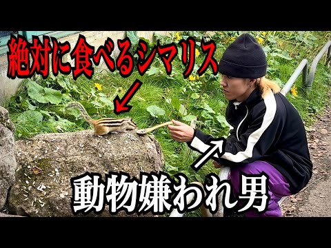 【ほこたて】全動物から嫌われてる男VSどんな人からも餌を食べるシマリス