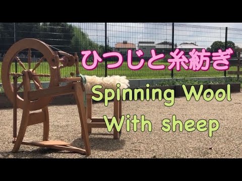 【糸紡ぎ・VLOG】ひつじと糸紡ぎ｜Spinning Wool With Sheep ｜『いい感じに撮る予定が結局ひつじと遊ぶ』の会