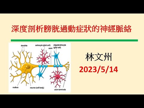 深度剖析膀胱過動症狀的神經脈絡－林文州20230514