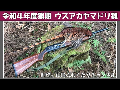 令和5年2月初旬　ウスアカヤマドリ猟(Copper Pheasant Hunting)