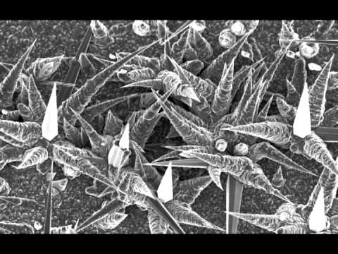 SEM tilt series of Ge Nanocones from the NUANCE Center