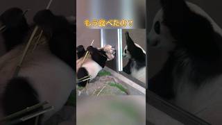 また相談に 子パンダ楓浜 優しく答える結ネエ #shorts #panda