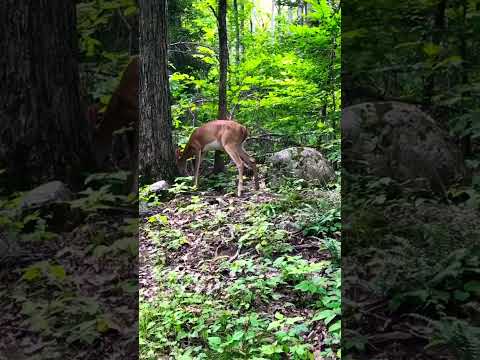 Graceful Deer Close-up ￼#nature #deer