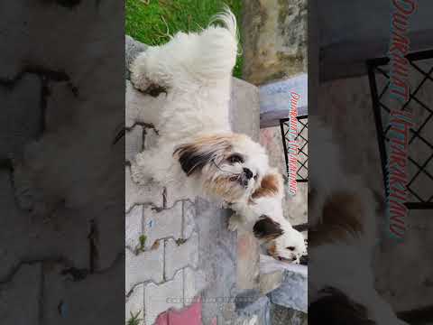 Pet Dog Dwarahat Uttarakhand #creativelifesdvlogs #travel #nature #viral