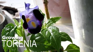 Growing Torenia Plants from Seed to Flower