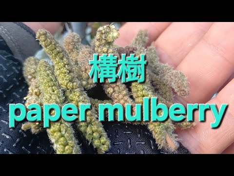 構樹 paper mulberry