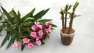 How to grow OLEANDER / KARABI / KANER plants from cuttings | Grow easily at home