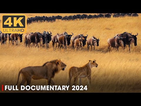 WILD SERENGETI | Battle for Survival in Predator Territory | Nature Animal Documentary