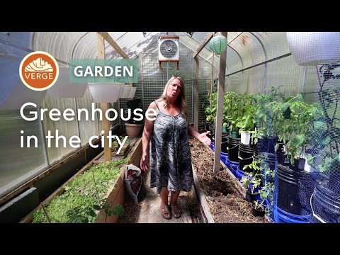 Simple yet effective greenhouse growing techniques for your urban property