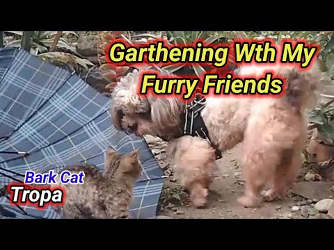 "Gardening And Having A Furry Friends Nearby"